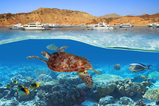 hurghada Voyaguids