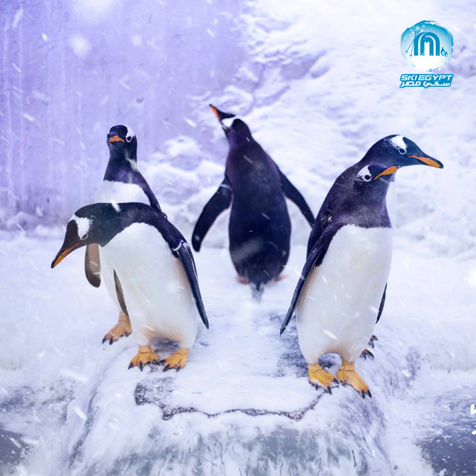 Ski-egypt-main5-1624356820